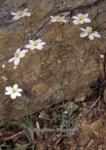 meconella californica 2 graphic